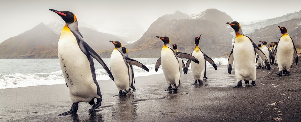 Penguin bros