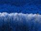 bluechip's picture