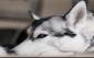 SmokeyTheDog's picture