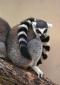 ringtailedlemur's picture