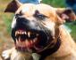 Mutt's picture
