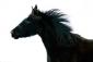 Stalking_Horse's picture
