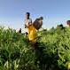 AfricanFarmer's picture