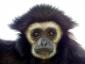 Gibbon's picture