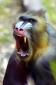 Merger_Mandrill's picture
