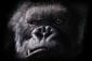 KingKong's picture