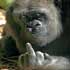 PalmMonkey's picture