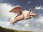 PorcineAviation's picture