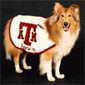 Reveille's picture