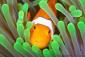 clownfish's picture