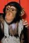 Mr. Stubbs's picture