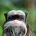 EmperorTamarin's picture
