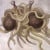 ekimlacks's picture