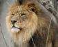 Panthera leo's picture