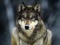 Siberian Husky's picture Siberian Husky's picture