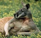 diverse_kanga's picture