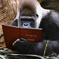 nonTargetChimp's picture