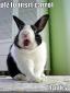 rabbit's picture