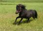PonyUp's picture