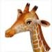 Petite Lap Giraffe's picture