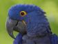 Purple Parrot's picture