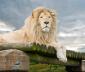 White Lion's picture