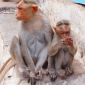 FrenchMonkey's picture