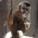 Contemplative Capuchin's picture
