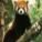 Red Panda's picture