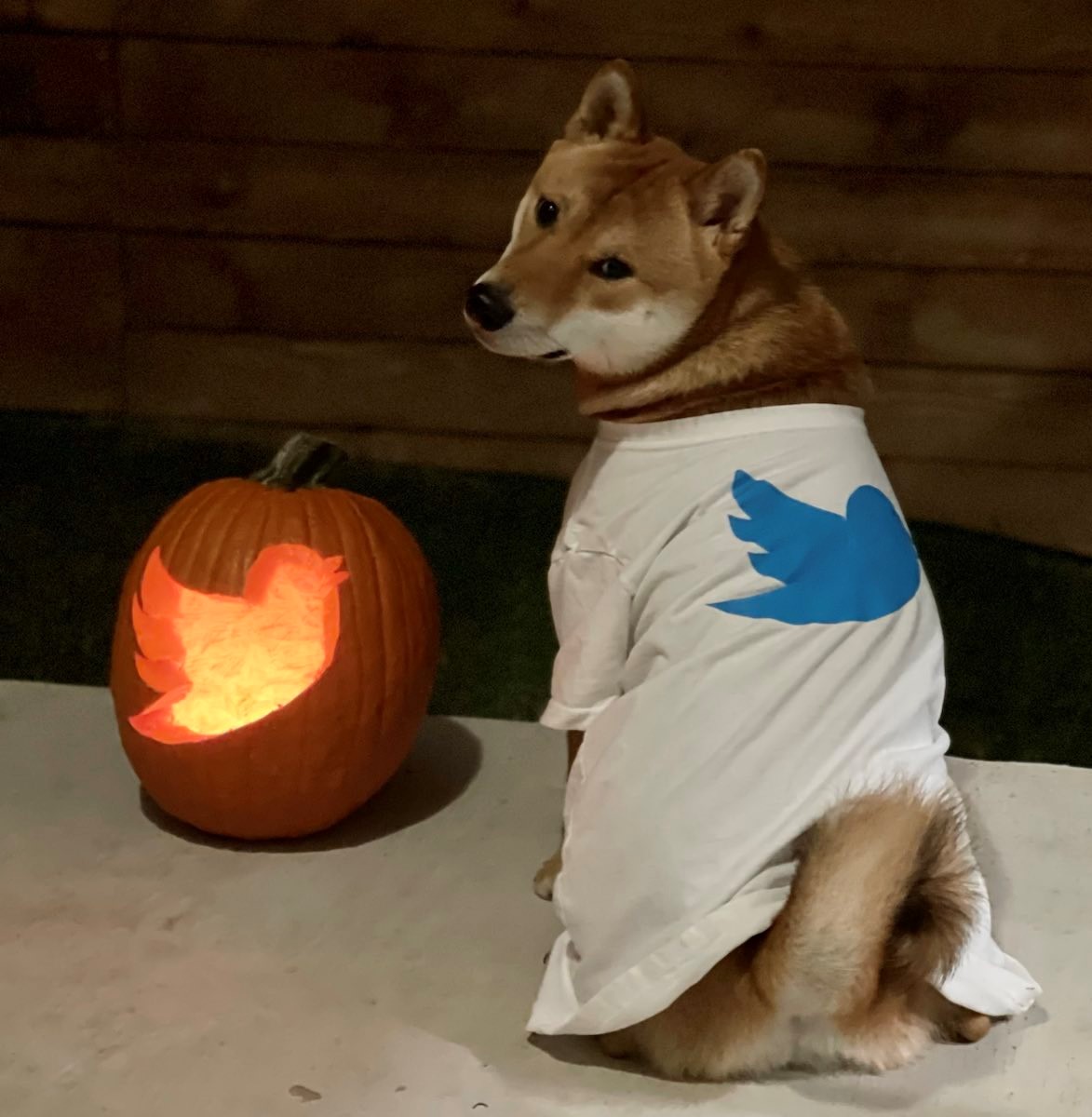 A Shiba Inu in a Twitter T-shirt Tweeted by Elon Musk