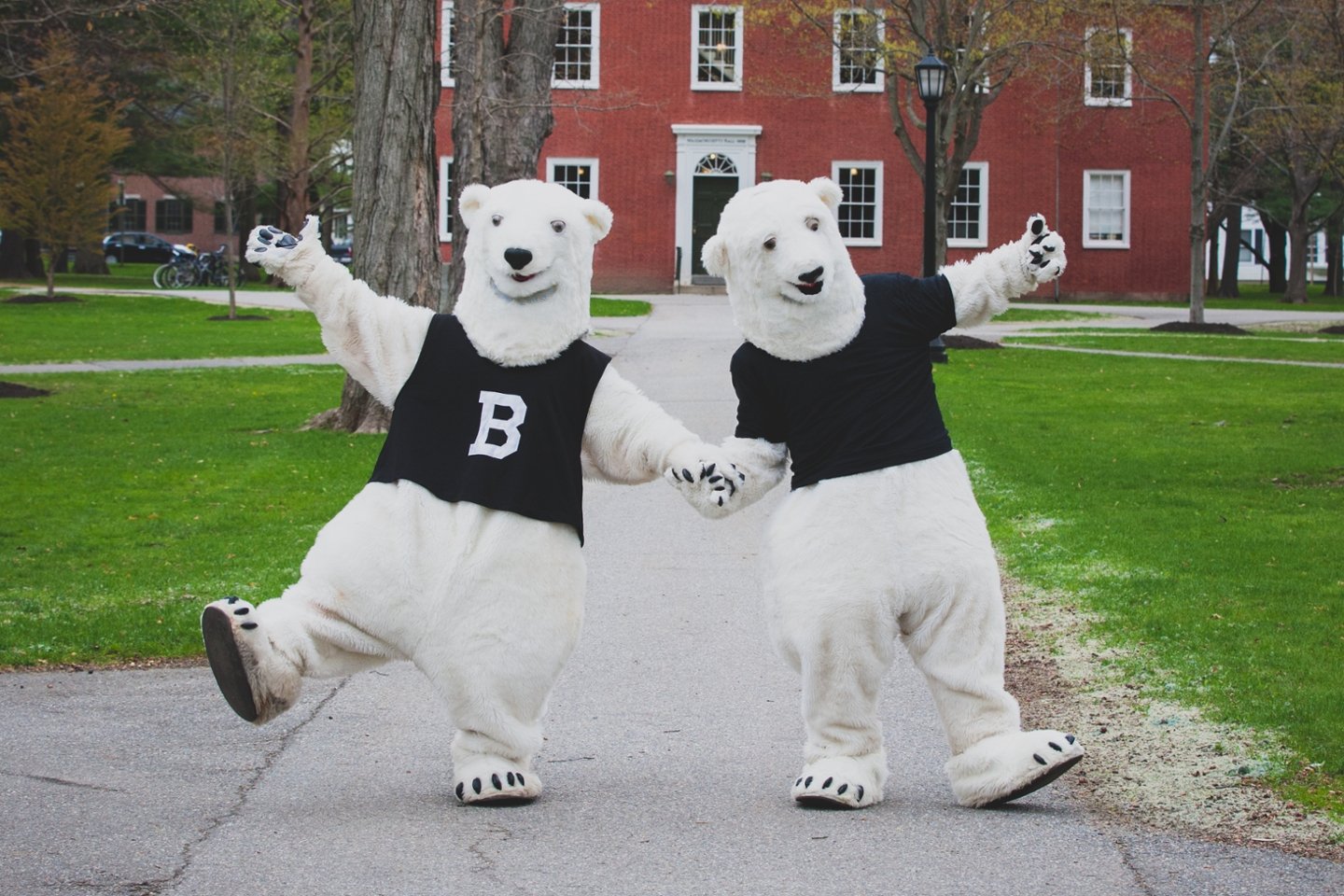 Bowdoin Bear