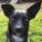 goatlord's picture