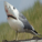 seabird's picture