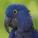 Purple Parrot's picture